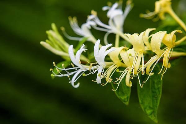 山银花最新价格动态及其市场影响